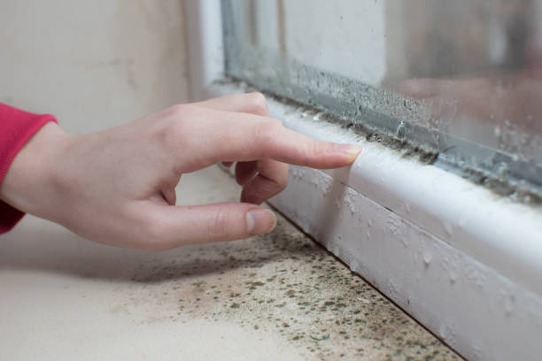 Mold Remediation for Rental Properties in Jackson, MN