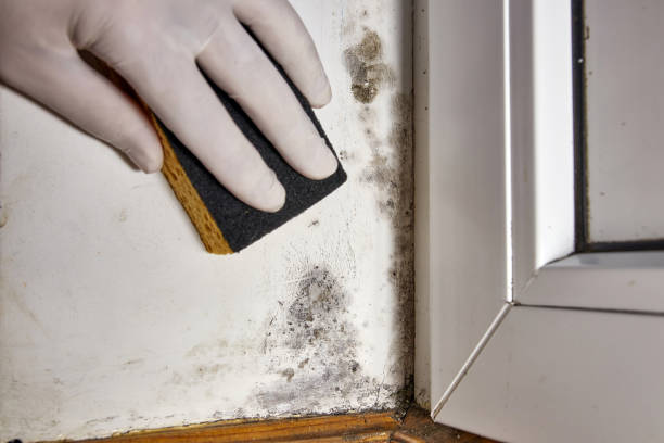 Forensic Mold Investigation in Jackson, MN